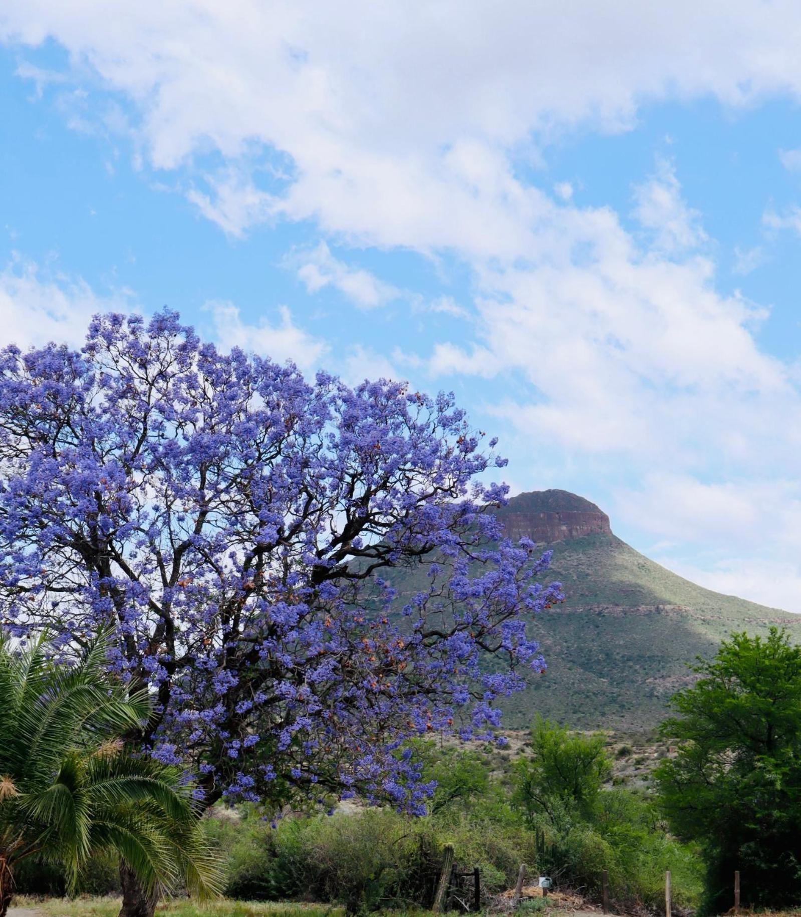 River Bend Cottages Graaff-Reinet Exterior foto